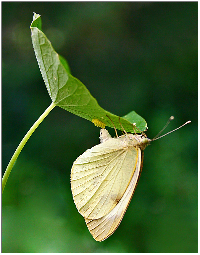 Schmetterling bei der Eiablage