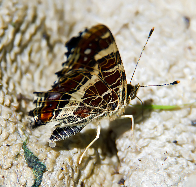 Schmetterling bei der Eiablage