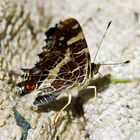 Schmetterling bei der Eiablage