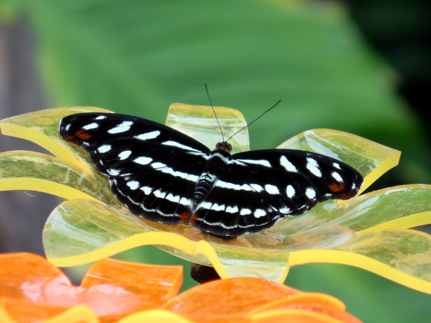 Schmetterling  bei der Fütterung
