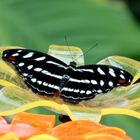 Schmetterling  bei der Fütterung