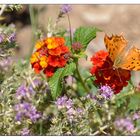 Schmetterling bei der Futtersuche #1