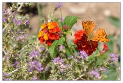 Schmetterling bei der Futtersuche #1