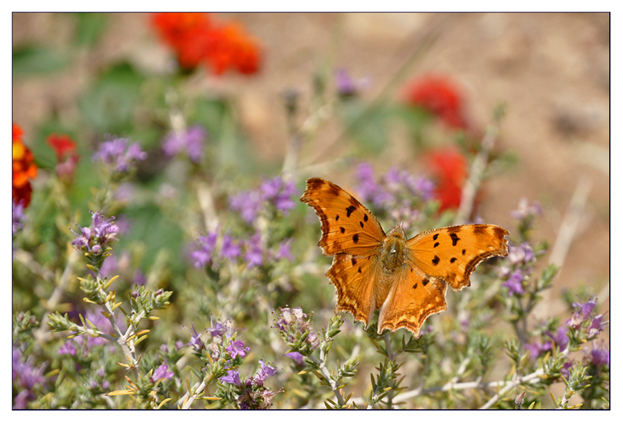 Schmetterling bei der Futtersuche #2