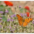 Schmetterling bei der Futtersuche #2