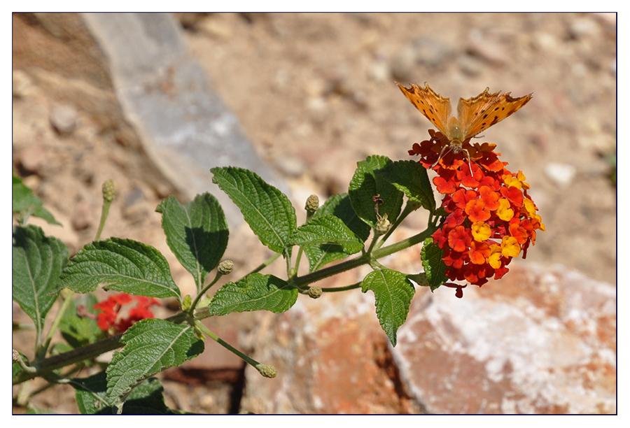 Schmetterling bei der Futtersuche #3