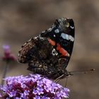 Schmetterling bei der Futtersuche