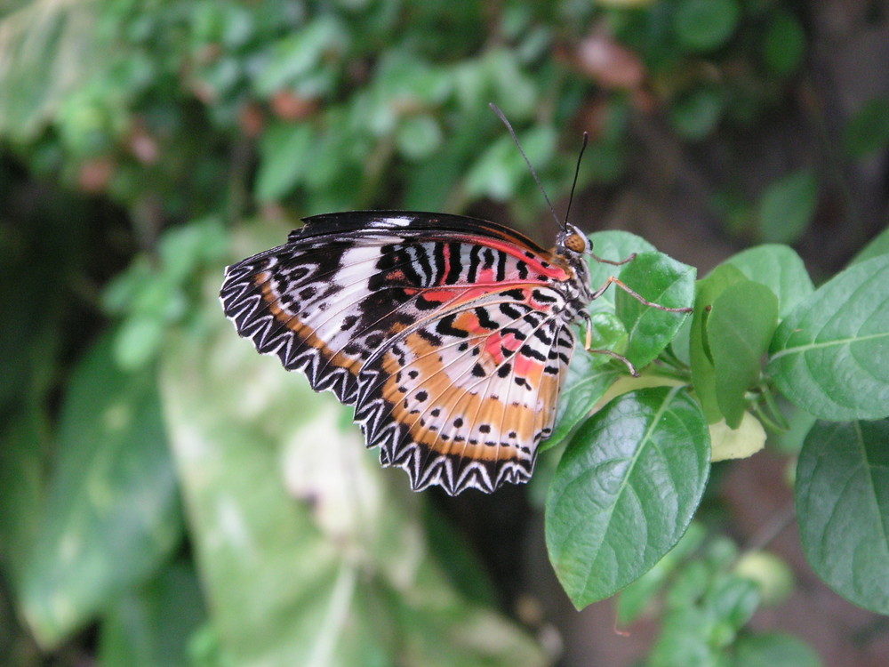 Schmetterling bei der Mahlzeit