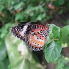 Schmetterling bei der Mahlzeit