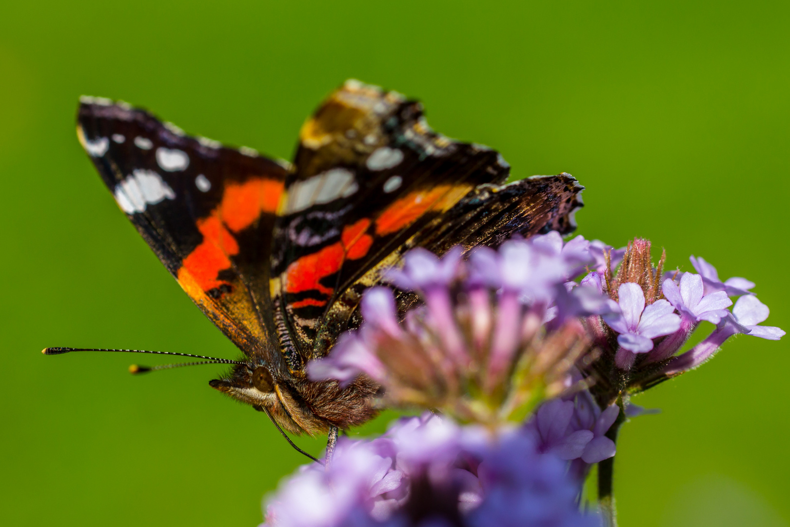 Schmetterling bei der Mahlzeit