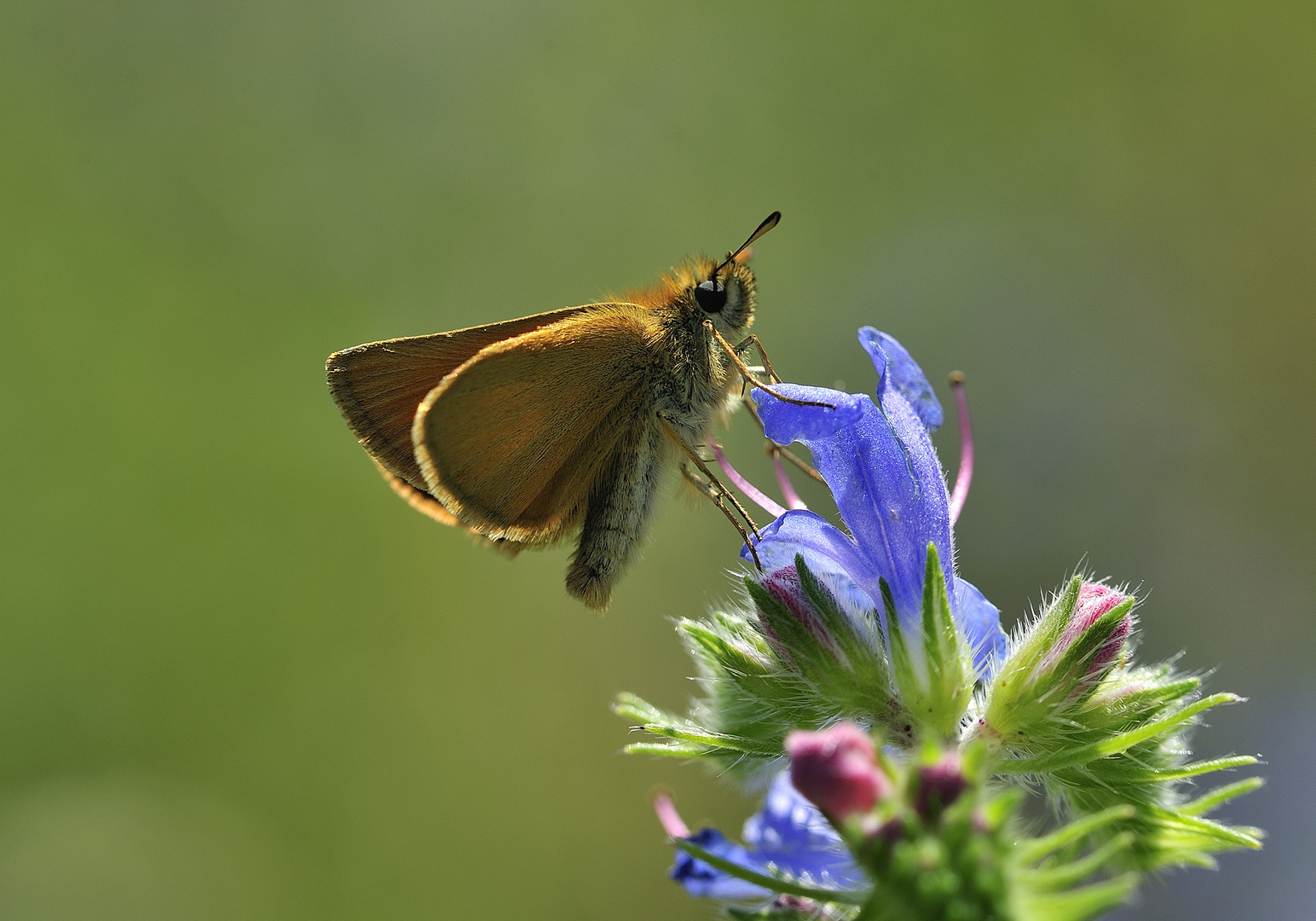 Schmetterling bei der Mahlzeit