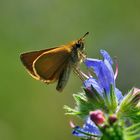 Schmetterling bei der Mahlzeit