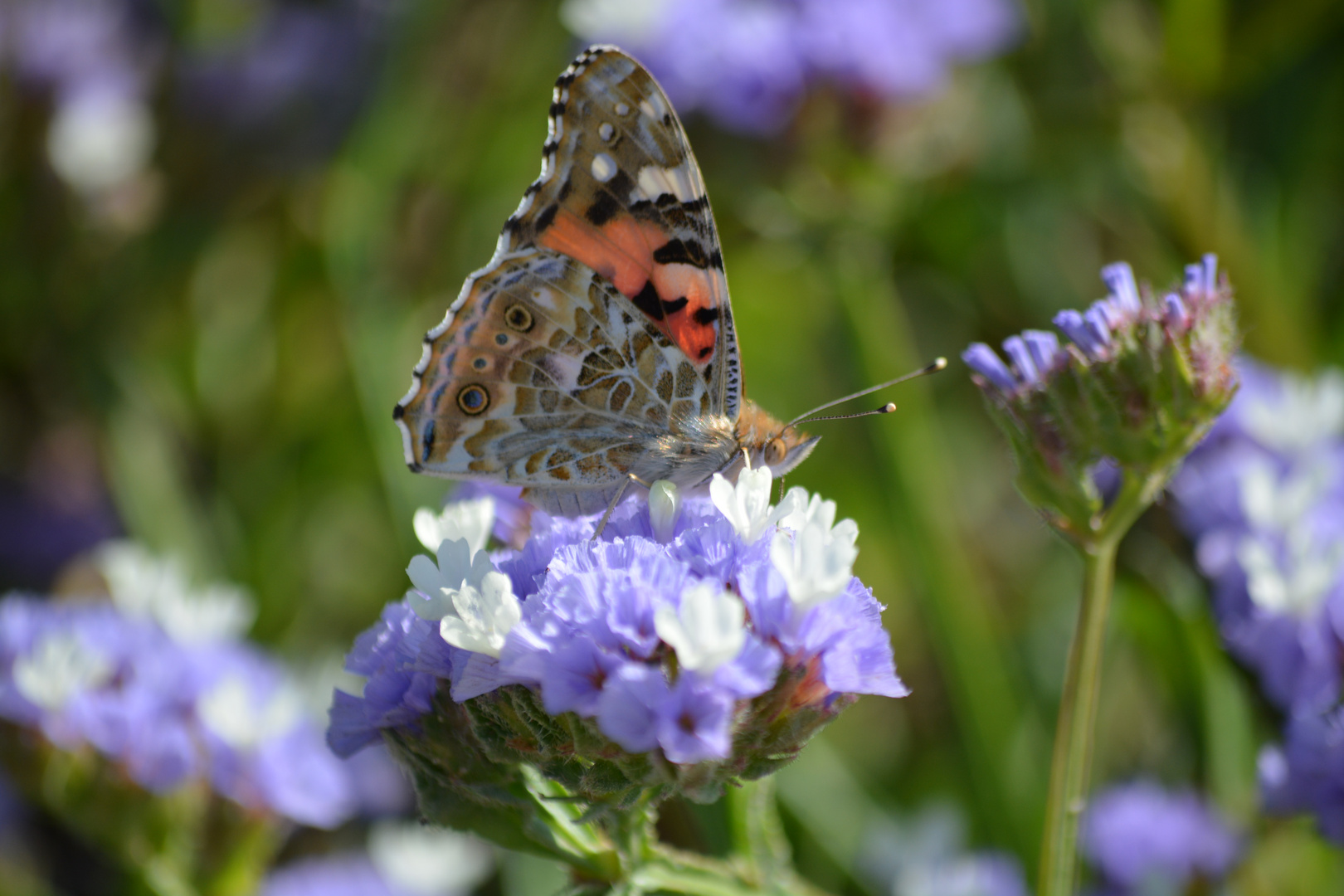 Schmetterling bei der Mahlzeit