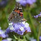 Schmetterling bei der Mahlzeit