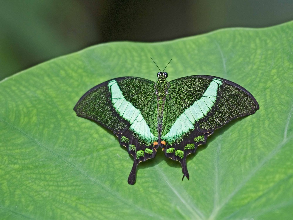 Schmetterling bei der Mittagspause