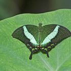 Schmetterling bei der Mittagspause