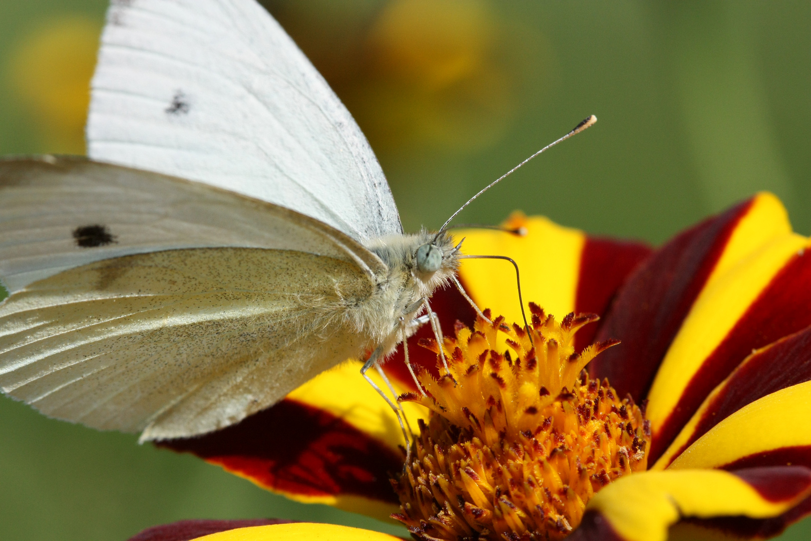 Schmetterling bei der Nahrungsaufnahme