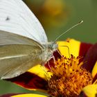 Schmetterling bei der Nahrungsaufnahme