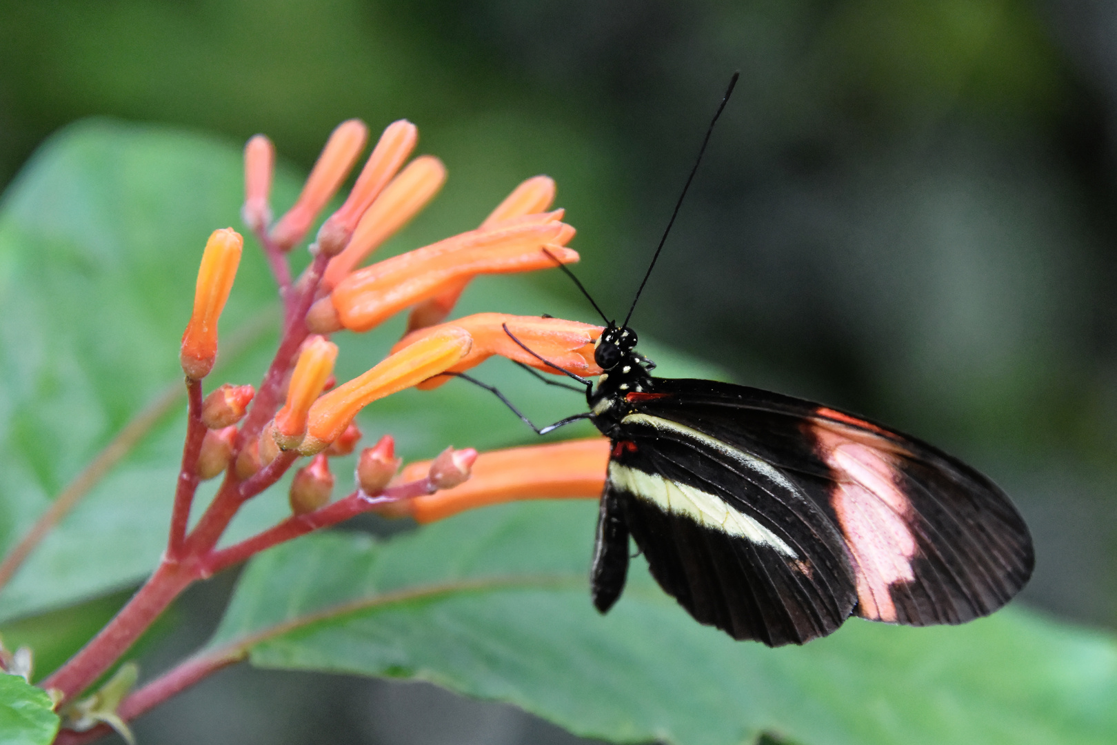 Schmetterling bei der Nahrungssuche