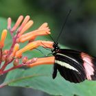 Schmetterling bei der Nahrungssuche