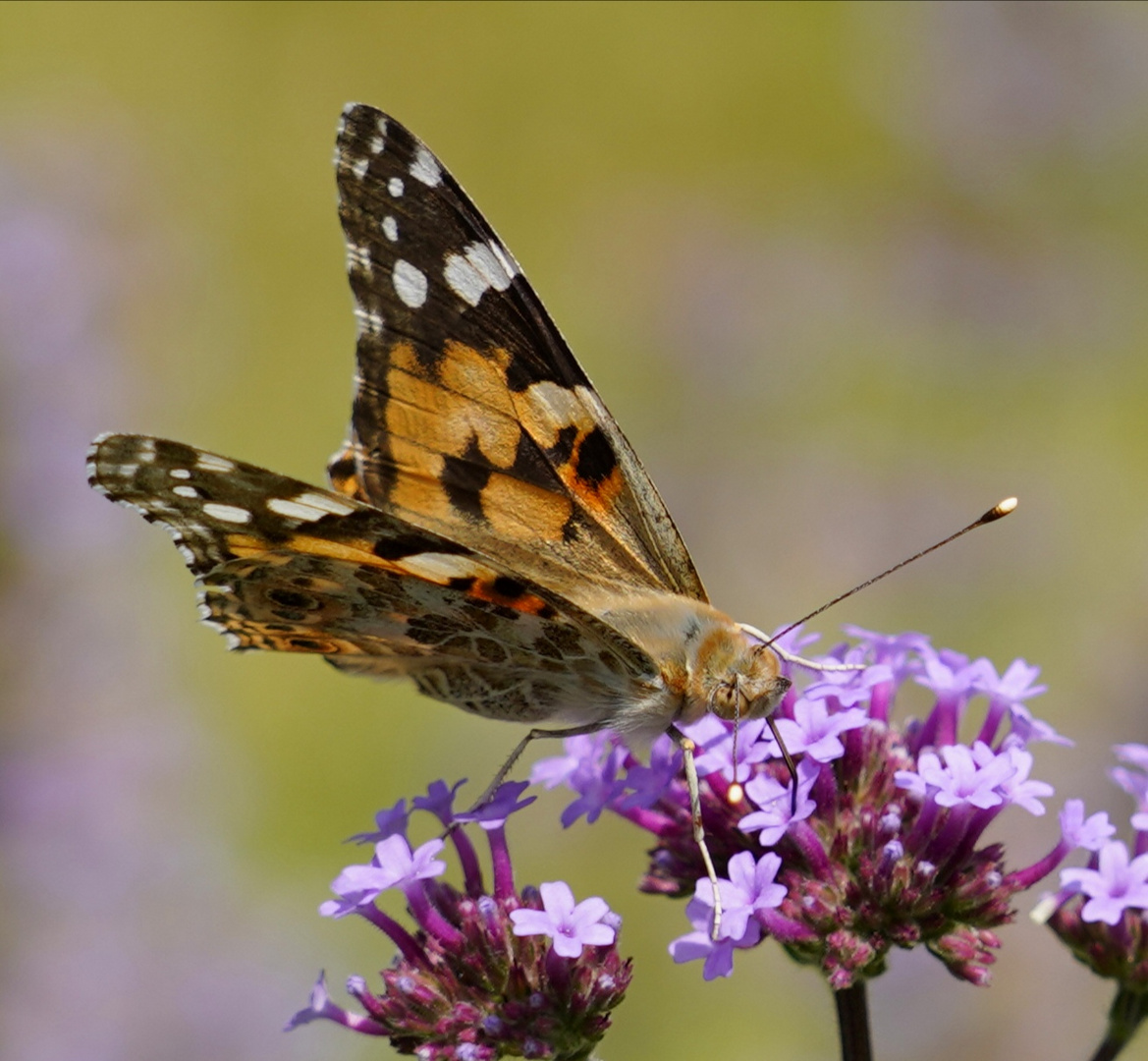 Schmetterling bei der Nektaraufnahme