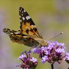 Schmetterling bei der Nektaraufnahme