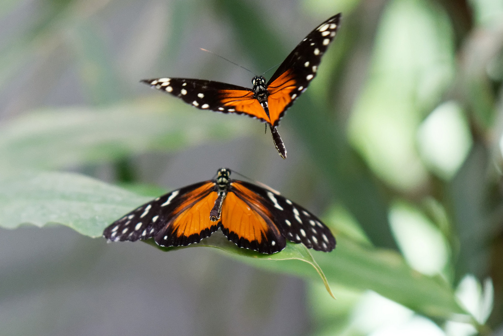 Schmetterling bei der Paarung