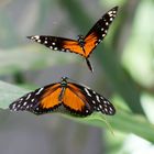 Schmetterling bei der Paarung