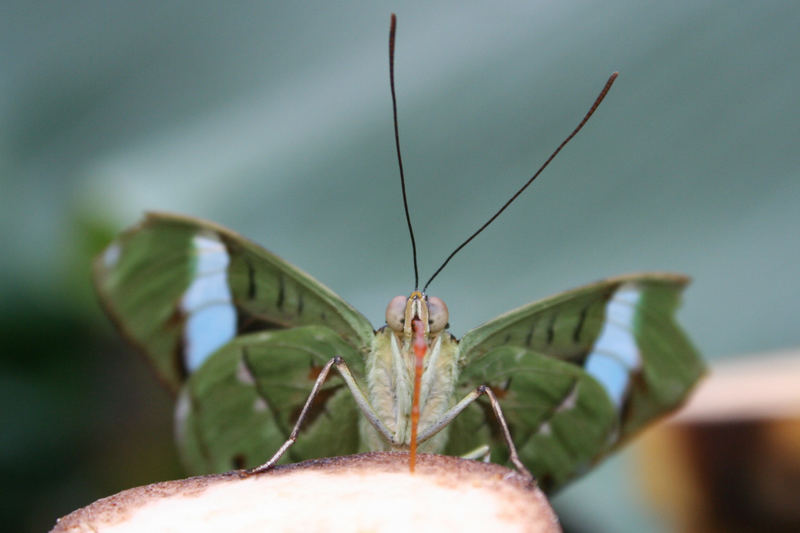 Schmetterling bei Fütterung