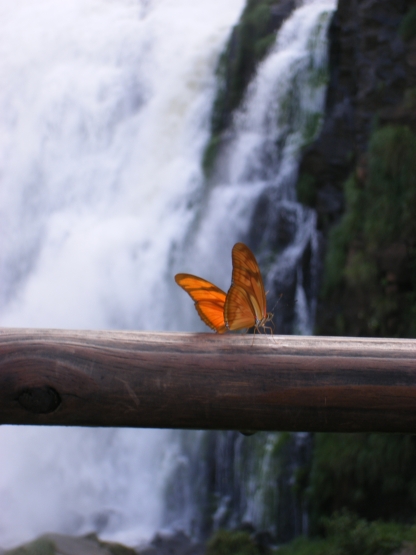 Schmetterling bei Iguaçu Wassefällen