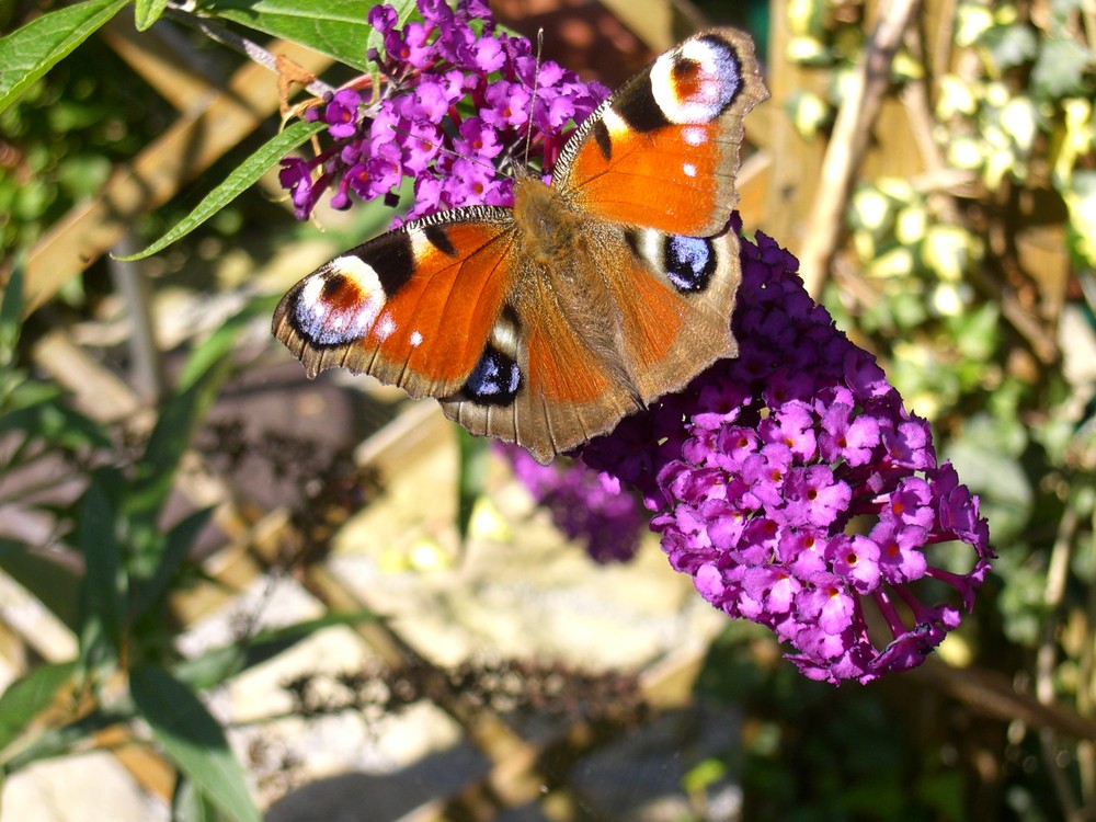 schmetterling bei meinen eltern im garten