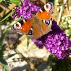 schmetterling bei meinen eltern im garten