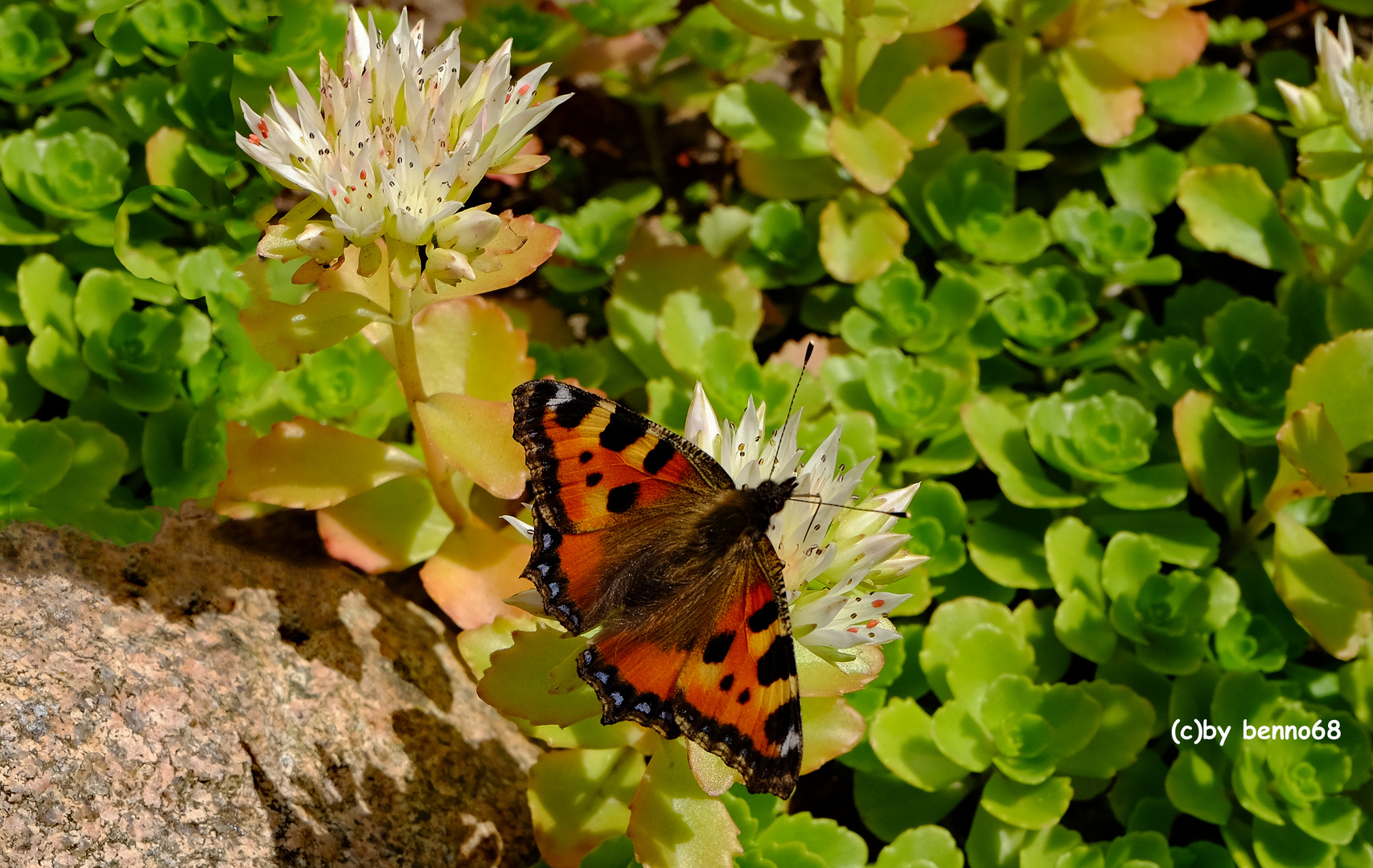 Schmetterling bei Muttern im Garten