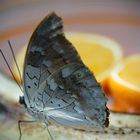 Schmetterling bei Nahrungsaufnahme