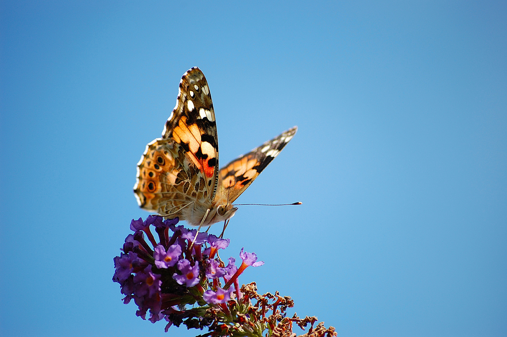 Schmetterling bei Nahrungssuche