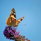 Schmetterling bei Nahrungssuche