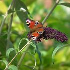 Schmetterling bei Nektarsuche