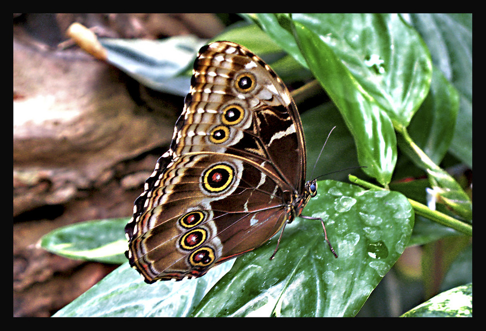 Schmetterling, bei Schloß Sayn