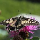 Schmetterling bei Sonnenbad