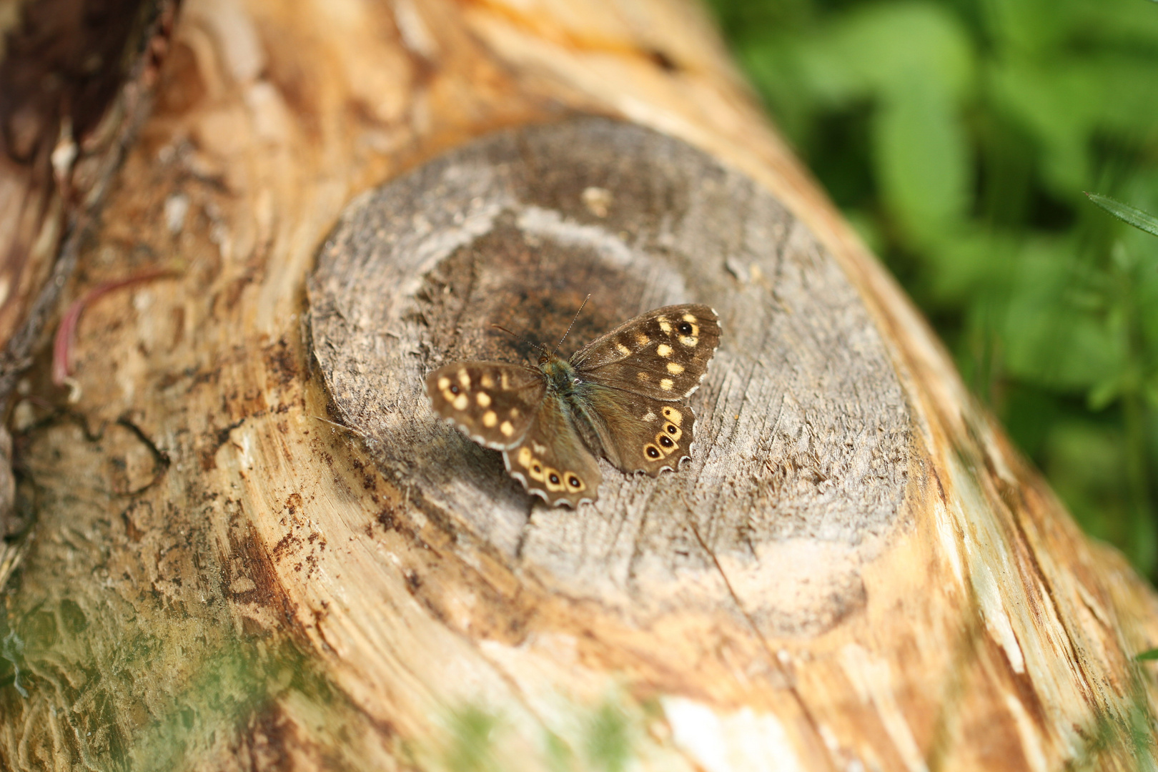 Schmetterling bei Sonnenbad