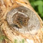 Schmetterling bei Sonnenbad