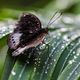 Schmetterling bei Wassertropfen:)