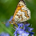 Schmetterling beim 'Auftanken'