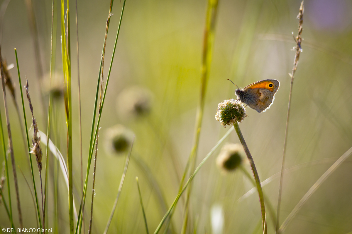 Schmetterling beim ausruhen