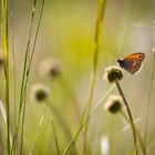 Schmetterling beim ausruhen