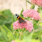 Schmetterling beim Ausruhen