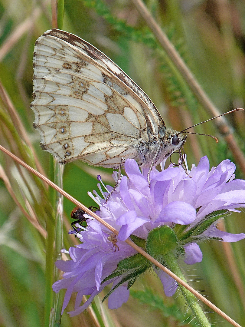 Schmetterling beim ausruhen