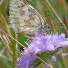 Schmetterling beim ausruhen