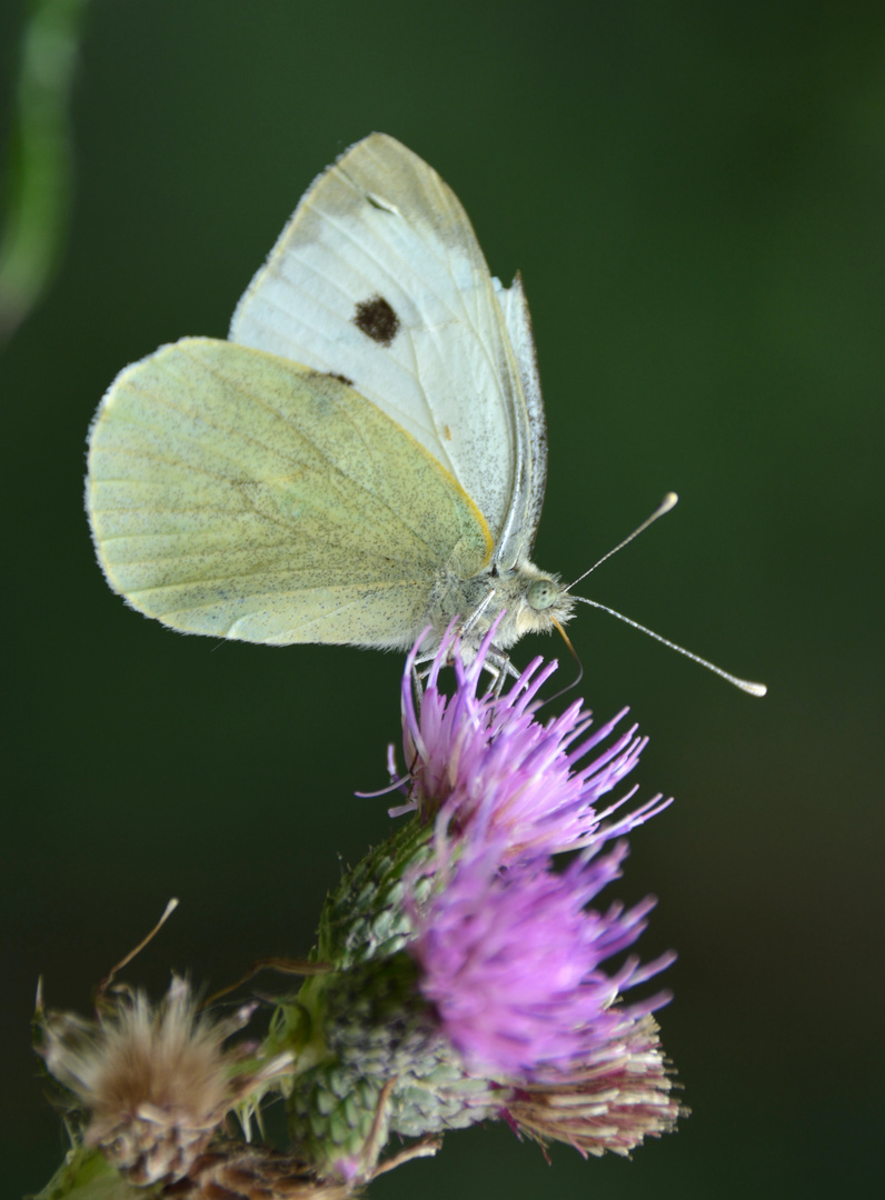 Schmetterling beim Disteltrunk