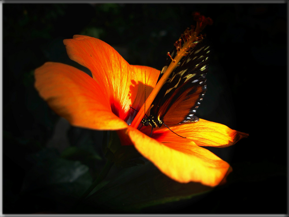 Schmetterling beim essen